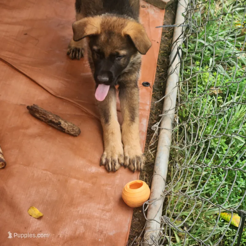 Purple collar – German Shepherd Dog puppy for sale in Pearisburg, VA