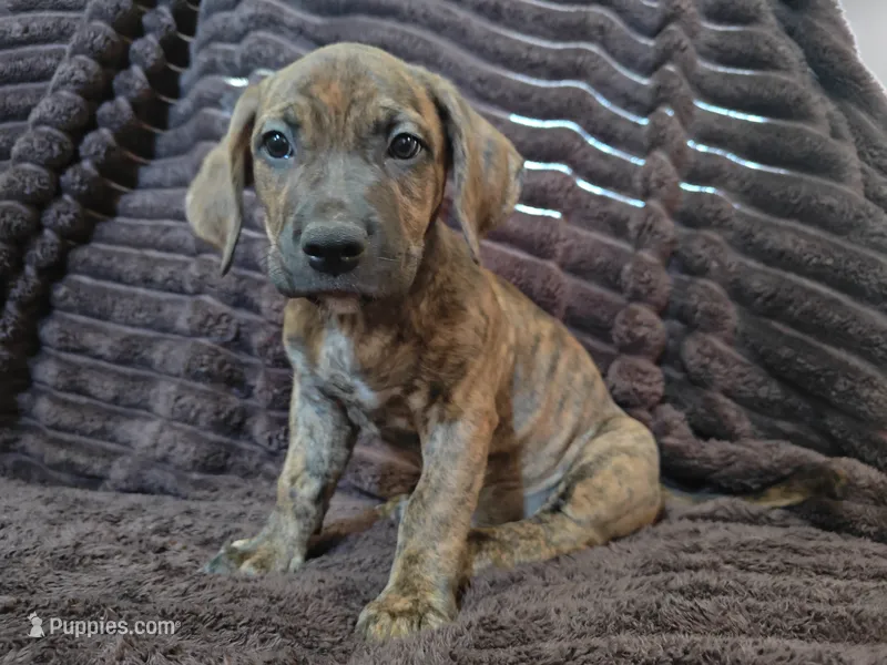Cupcake  – Bullmastiff, American Pit Bull Terrier puppy for sale in Bakersfield, CA