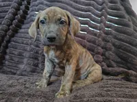Cupcake , a female Bullmastiff and American Pit Bull Terrier for sale in Bakersfield, CA – 1 of 1