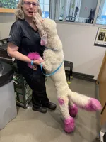 Buck, a male Poodle - Standard  for sale in Charlotte, NC – 2 of 5