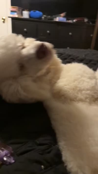 Buck, a male Poodle - Standard  for sale in Charlotte, NC – 4 of 5