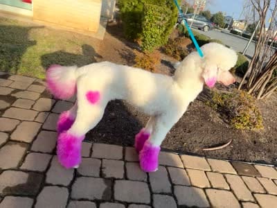 Buck, a male Poodle - Standard  for sale in Charlotte, NC – 5 of 5