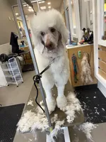 Buck, a male Poodle - Standard  for sale in Charlotte, NC – 1 of 5