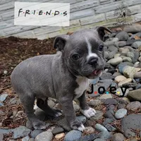Joey, a male Frenchton for sale in Beavercreek, OR – Photo 2 of 3