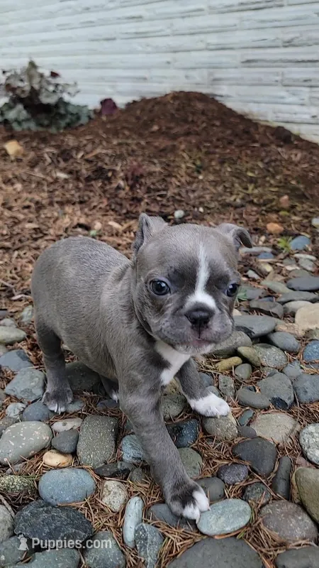 Joey – Frenchton puppy for sale in Beavercreek, OR