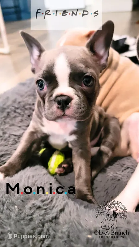 Monica – Frenchton puppy for sale in Beavercreek, OR