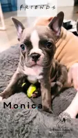 Monica, a male Frenchton for sale in Beavercreek, OR – Photo 1 of 4