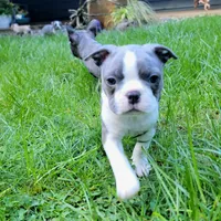 Chandler, a male Frenchton for sale in Beavercreek, OR – Photo 1 of 3