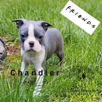 Chandler, a male Frenchton for sale in Beavercreek, OR – Photo 3 of 3