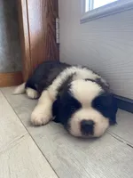 Chief , a male Saint Bernard for sale in Carbondale, IL – 4 of 7