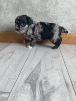 Andy, a male Poodle - Toy  for sale in Carbondale, IL – Photo 4 of 5