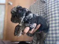 Andy, a male Poodle - Toy  for sale in Carbondale, IL – Photo 3 of 5