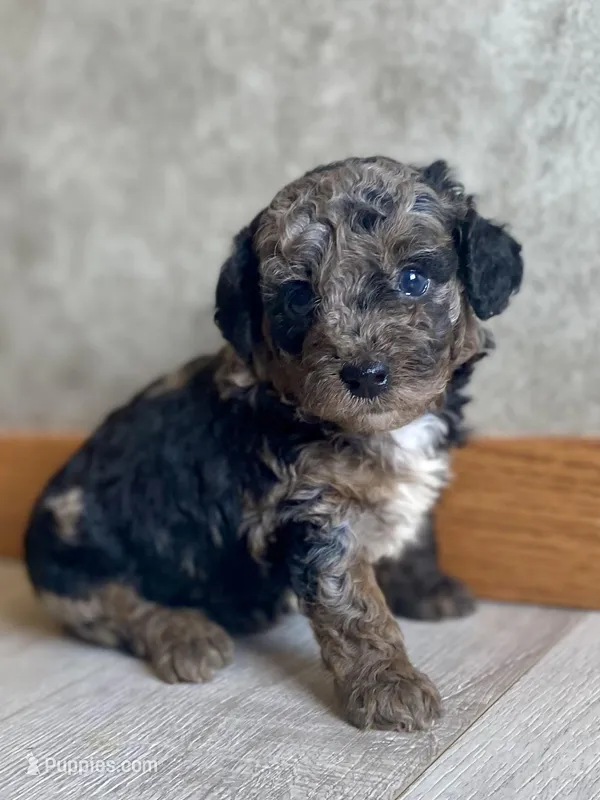 Andy – Poodle - Toy  puppy for sale in Carbondale, IL