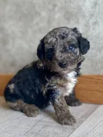 Andy, a male Poodle - Toy  for sale in Carbondale, IL – Photo 1 of 5