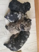 Andy, a male Poodle - Toy  for sale in Carbondale, IL – Photo 5 of 5