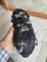 Andy, a male Poodle - Toy  for sale in Carbondale, IL – Photo 2 of 5