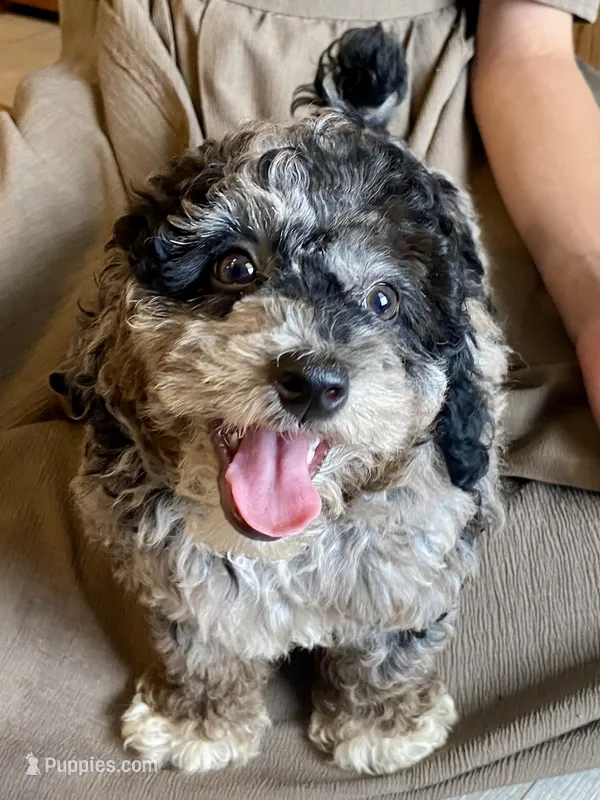 Andy – Poodle - Toy  puppy for sale in Carbondale, IL