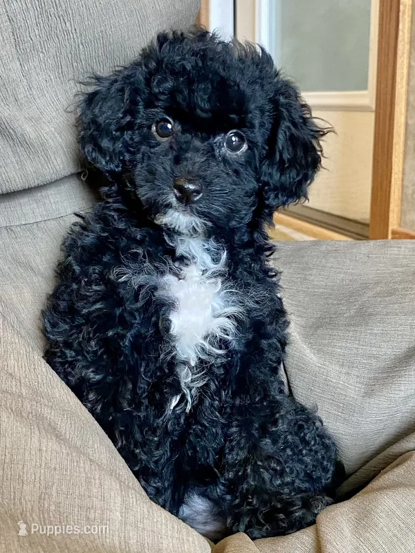 Boaz – Poodle - Toy  puppy for sale in Carbondale, IL