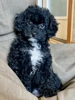 Boaz, a male Poodle - Toy  for sale in Carbondale, IL – 1 of 9