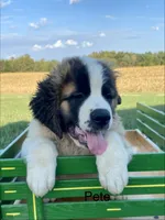 Brother Pete, a male Saint Bernard for sale in Carbondale, IL – 2 of 5