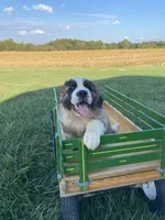 Sir Winston, a male Saint Bernard for sale in Carbondale, IL – 6 of 6