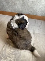 Sir Winston, a male Saint Bernard for sale in Carbondale, IL – 6 of 6