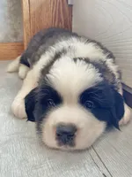 Chief , a male Saint Bernard for sale in Carbondale, IL – 7 of 7
