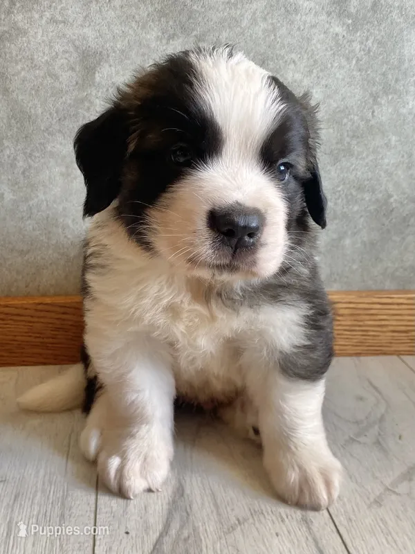 Sir Winston – Saint Bernard puppy for sale in Carbondale, IL