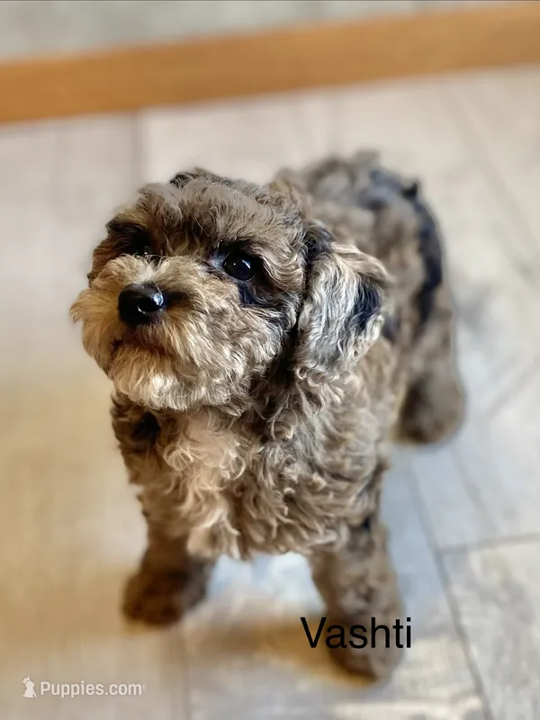 Delilah – Poodle - Toy  puppy for sale in Carbondale, IL