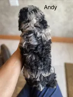 Andy, a male Poodle - Toy  for sale in Carbondale, IL – 10 of 10