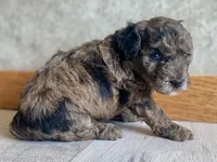 Delilah, a female Poodle - Toy  for sale in Carbondale, IL – Photo 2 of 5