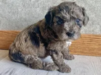 Delilah, a female Poodle - Toy  for sale in Carbondale, IL – Photo 1 of 5