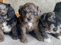 Delilah, a female Poodle - Toy  for sale in Carbondale, IL – Photo 3 of 5