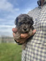 Delilah, a female Poodle - Toy  for sale in Carbondale, IL – Photo 5 of 5