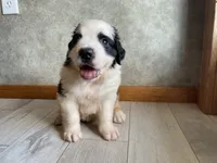 Big Bertha, a female Saint Bernard for sale in Carbondale, IL – 3 of 4