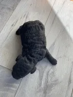 Tina AKC, a female Poodle - Toy  for sale in Carbondale, IL – 4 of 6