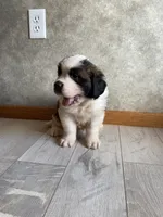 Uncle Aurther, a male Saint Bernard for sale in Carbondale, IL – 4 of 5