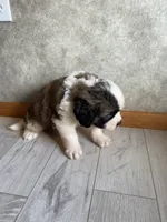 Uncle Aurther, a male Saint Bernard for sale in Carbondale, IL – 3 of 5