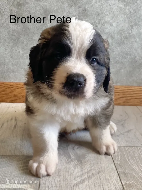 Brother Pete – Saint Bernard puppy for sale in Carbondale, IL