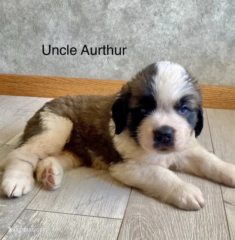 Uncle Aurther – Saint Bernard puppy for sale in Carbondale, IL