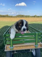 Brother Pete, a male Saint Bernard for sale in Carbondale, IL – 3 of 5