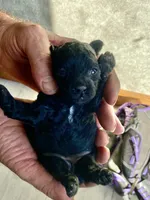 Tina AKC, a female Poodle - Toy  for sale in Carbondale, IL – 3 of 6