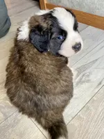 Sir Winston, a male Saint Bernard for sale in Carbondale, IL – 3 of 6
