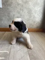 Chief , a male Saint Bernard for sale in Carbondale, IL – 5 of 7