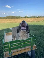 Sir Winston, a male Saint Bernard for sale in Carbondale, IL – 5 of 6