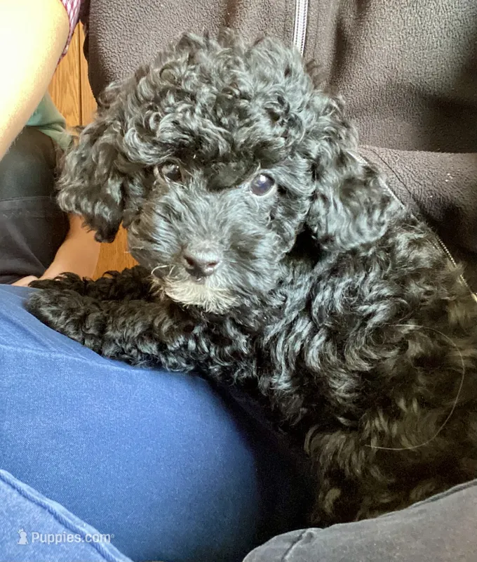 Boaz – Poodle - Toy  puppy for sale in Carbondale, IL