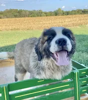 Sir Winston, a male Saint Bernard for sale in Carbondale, IL – 3 of 6
