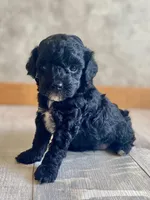 Boaz, a male Poodle - Toy  for sale in Carbondale, IL – Photo 1 of 4