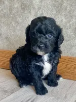 Boaz, a male Poodle - Toy  for sale in Carbondale, IL – Photo 2 of 4