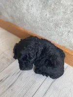 Boaz, a male Poodle - Toy  for sale in Carbondale, IL – Photo 3 of 4